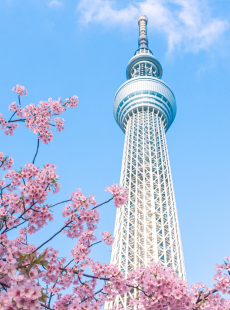 tokyo sky tree and cherry blossoms